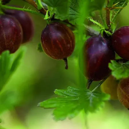 מלון Paradies